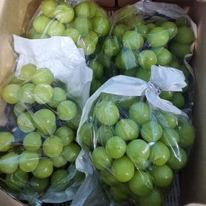 경상북도 고당도 샤인머스켓 샤인머스캣 포도 1kg (2-3수)