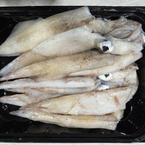 국내산 제철 한치 생물 500g
