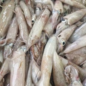 국내산 제철 한치 생물 500g