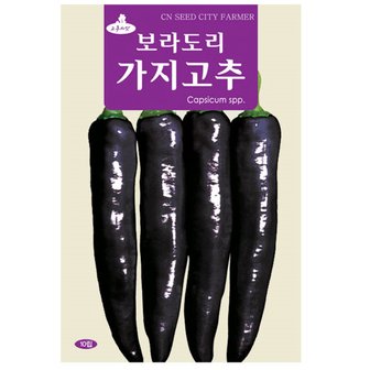 영농사 가지고추 씨앗 10립 자색 고추씨앗 보라도리