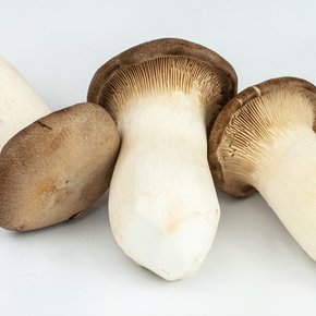 국내산 통통한 새송이버섯 2kg