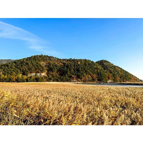 https://media.eoding.com/media/travelagent/40/imagecontent/순천만습지_2.jpg