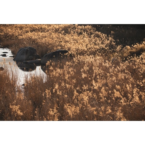 https://media.eoding.com/media/travelagent/40/imagecontent/순천만습지_1.png