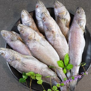  [오대양씨푸드] 자연산민어 8~9미 1kg 제수용생선