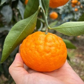 [실중량] 제주 설국향(수라향) 2.5kg 로얄 혼합과