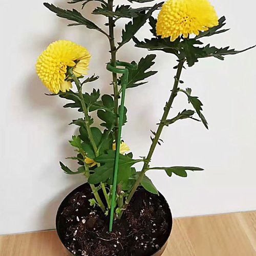추가이미지1
