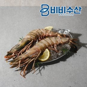 프리미엄 킹타이거새우 1미 32cm(230-289g) 킹블랙타이거새우