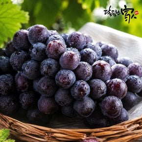 산지직송 김천 캠벨포도 1kg/2-4송이