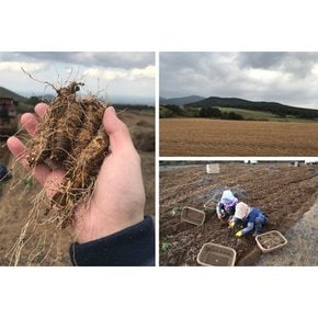 가을 제철 행사 한라산 더덕/강원도 감자 산지직송