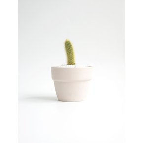 원숭이 꼬리 선인장 (Cleistocactus colademononis) 키우기 쉬운 책상위의 미니 반려식물