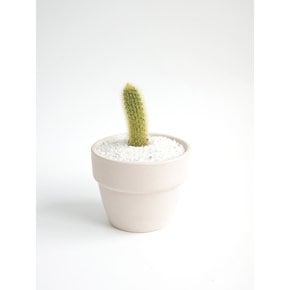 원숭이 꼬리 선인장 (Cleistocactus colademononis) 키우기 쉬운 책상위의 미니 반려식물