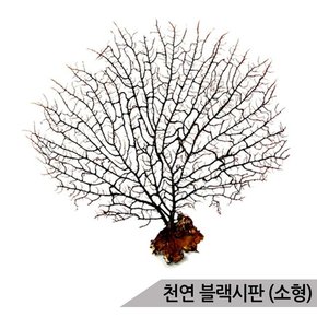 블랙시판 소 /바다산호초/10~15cm/소라게/어항장식