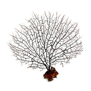 블랙시판 소 /바다산호초/10~15cm/소라게/어항장식