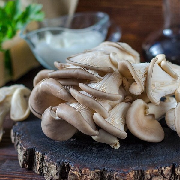 늘바른 국내산 친환경 무농약 느타리버섯200g2팩