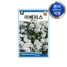 이베리스 엠프레스 씨앗 100립 .이메리스 서양말냉이 야생화 관상용 꽃 꽃씨 종자