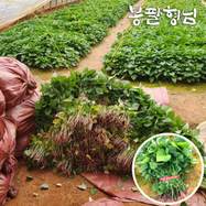 호박고구마모종 13단 고구마묘 호감미 해남, 믿고 사는 즐거움 SSG.COM 호박고구마모종 13단 고구마묘 호감미 해남, 믿고 사는 즐거움 Ssg.Com