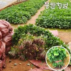 봉팔형님 호풍미모종 1kg 고구마순 호박고구마모종