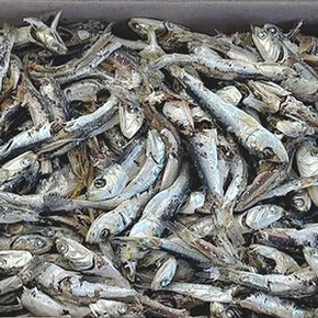 통영 국물용 다시멸치(실속형) 120g x 5팩