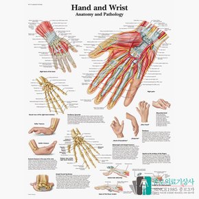 3B Scientific 손목관절 인체해부차트 VR1171 Hand and Wrist 손과 손목 구조 병원액자