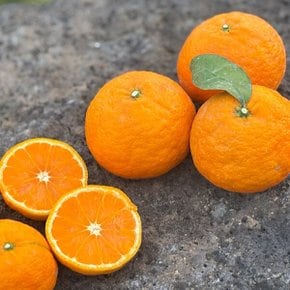 제주 가정용 카라향 5kg 못난이