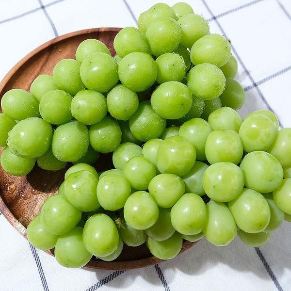 확대된 대표 상주 김천 샤인머스켓 500g 1수 가정용 망고포도 상주샤인머스켓 씨없는 청포도 영동샤인머스켓 씨없는포도(1)