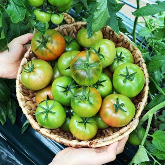 농부들의수확 [유명산지]부산 대저 짭짤이 토마토 2.5kg S