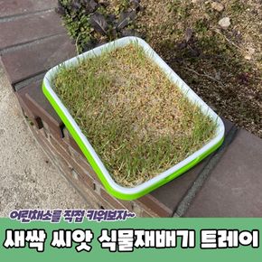 베란다텃밭 새싹 씨앗 식물재배기 트레이 배란다텃밭