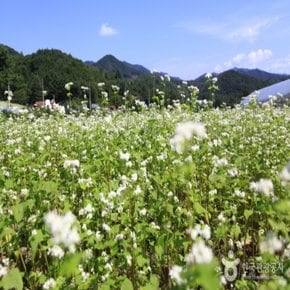 [최소출발인원2명][KTX+평창관광택시③] 봉평 메밀꽃축제+밀브릿지+허브나라 농원