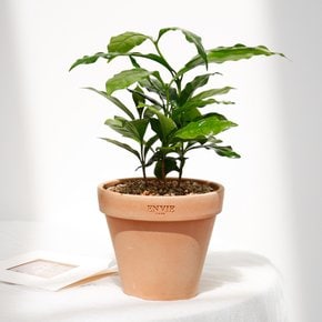 실내공기정화식물 빈티지 앙비까사 소형토분 커피나무