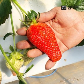 참다른 당일수확 논산 킹스베리 딸기 400g x 1팩 / 특과