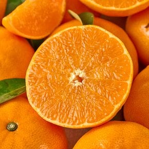 제주 고당도 하우스 천혜향 벌크 가정용 2.5kg 소