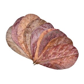 알몬드잎 10장-열대어 베타 어항 수질관리 곰팡이균억제 면역력