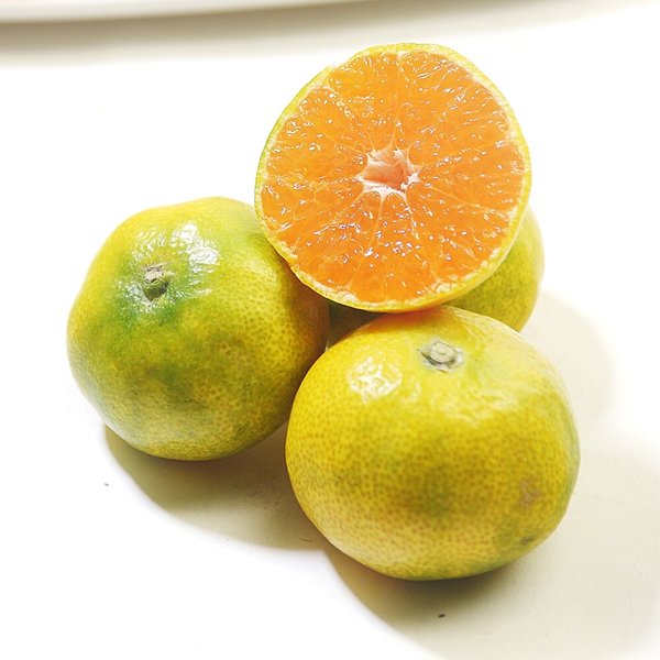 [산지직송] 제주 서귀포 노지 조생 감귤(중대과) 2.5kg