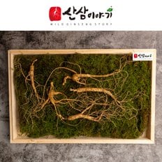 산삼이야기 12년근 5뿌리  산양삼 산삼 장뇌삼 부모님선물 지인선물 자연산 산지직송