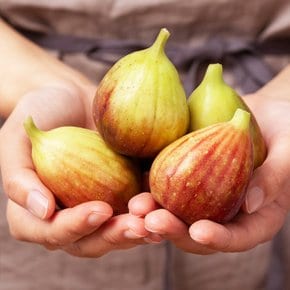 [오늘의과일] 영암 제철 홍무화과 500g (5~8과)