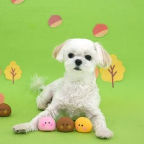 귀요미 알밤 라텍스 토이 강아지 고양이 애견 장난감(랜덤발송)1P