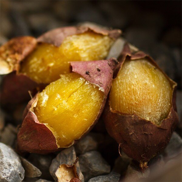 국내산 꿀고구마 3kg 한입