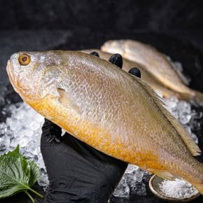 제수용 손질 부세 (3미) 600g 오대양씨푸드 차례상