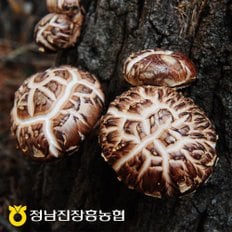 [정남진장흥농협]흑화고(특품) 400g 선물세트