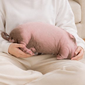 진짜같은 돼지 애착인형 봉제 대형인형 쇼파쿠션 쓸데없는 쓸모없는 웃긴선물 60cm