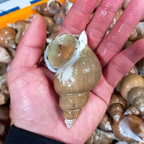 [산지직송] 동해안 자연산 백골뱅이 1kg (중/25-35미/산소포장)