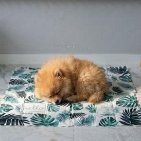 강아지 고양이 여름용 아이스 쿨방석 젤 매트
