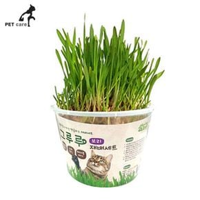 그루루 영양제 힐링타임 보리 고양이 재배세트