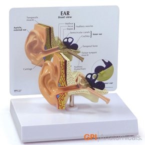 GPI USA 귀모형 G225 실제사이즈 외이 중이 내이 귀해부모형
