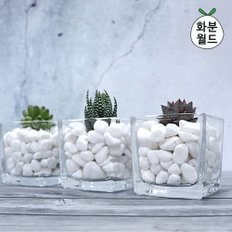 천연 인테리어 화분 장식 돌 백자갈 1.5kg