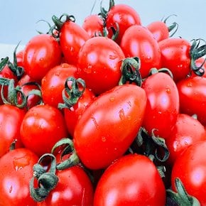 대추방울 토마토 5kg 4~5번과 소과