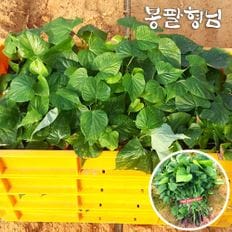 봉팔형님 꿀고구마모종 5kg 고구마싹 신품종 해남농장