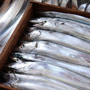 [춘백이네어부장터] 간이 되어있어 바로 먹는 맛갈치 600g (4미, 12토막내외) x 4팩