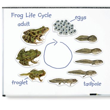 러닝리소스 특대형자석개구리한살이 (LER6041) / 개구리 성장과정 과학 관찰 학습 교구