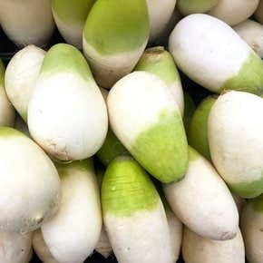 [더조은] 제주 세척 월동무 10kg (개당 800-1200g)